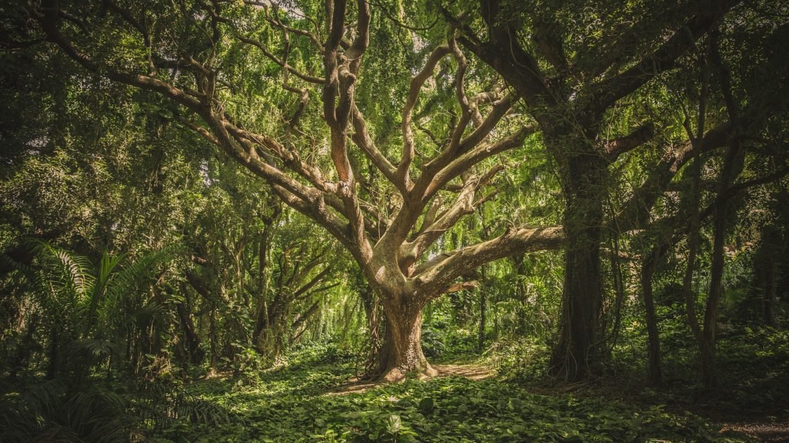 Forest therapy Forest therapy